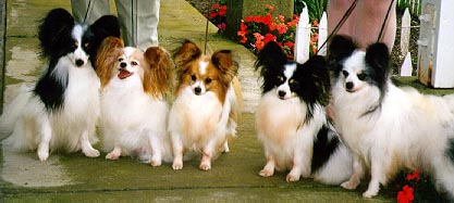 club-papillon様　3月 American Kennel Club