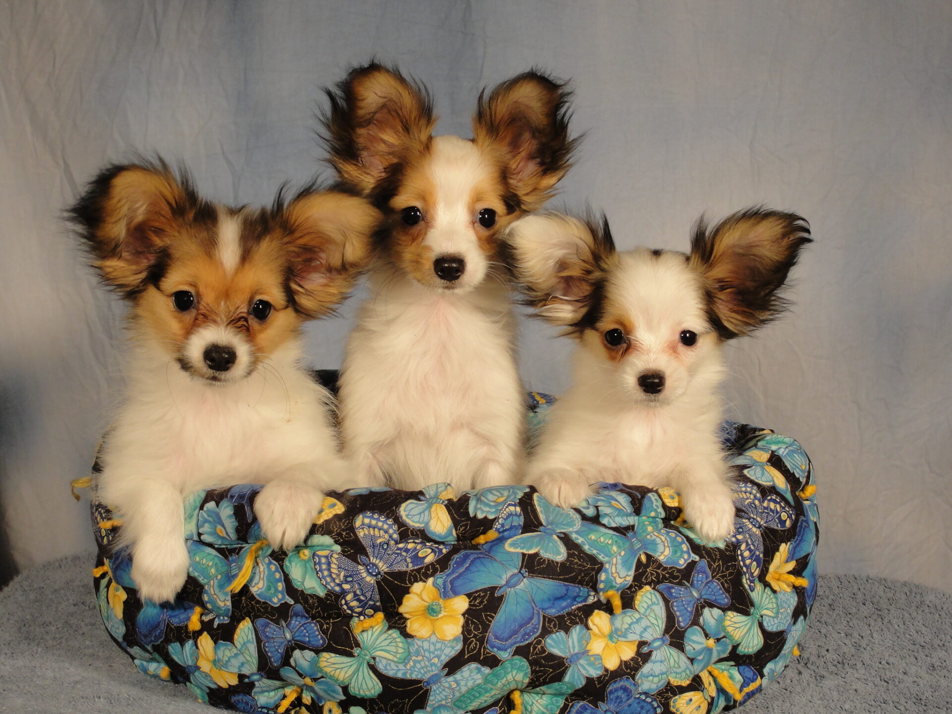 Papillon puppies for rehoming near me