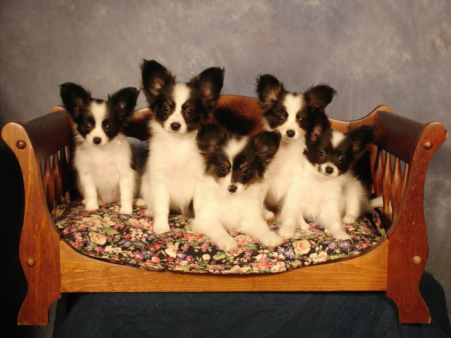Papillon Puppies Ready For Sale /Adoption